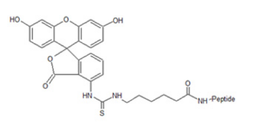 多肽的熒光標(biāo)記-FITC (異硫氰酸熒光素)