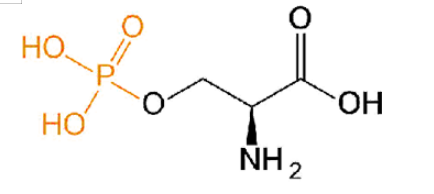 O-Phospho-L-serine 磷酸化絲氨酸 Ser(PO3H2)或pSer