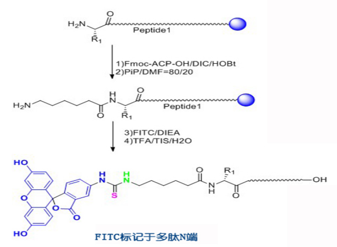 熒光物質(zhì)的激發(fā)光波長