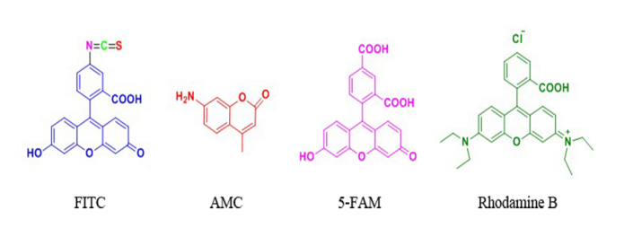 FITC&AMC等熒光標(biāo)記技術(shù)（技術(shù)特點(diǎn)的分析）