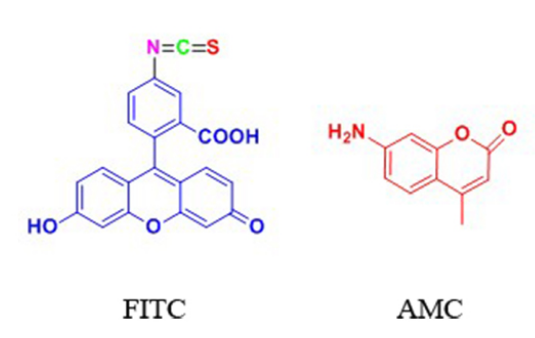 FITC&AMC等熒光標(biāo)記技術(shù)