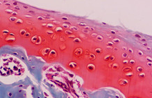 關(guān)節(jié)炎模型 動物實驗外包