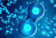 細(xì)胞培養(yǎng)