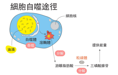細(xì)胞活性