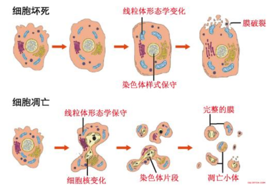 細(xì)胞活性