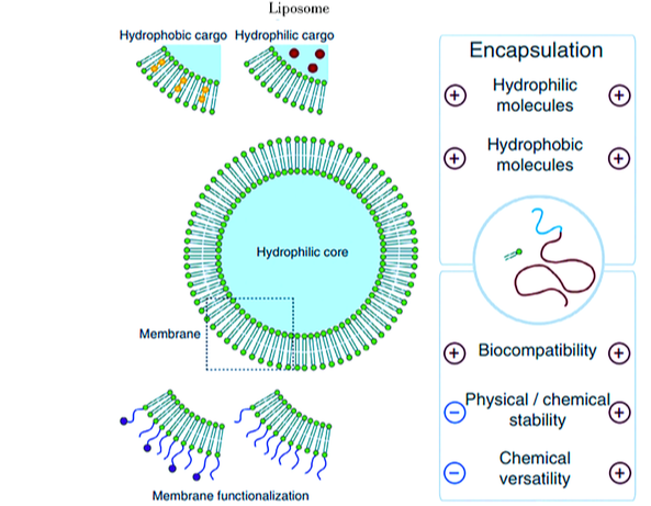 卟啉超聲響應(yīng)納米囊泡
