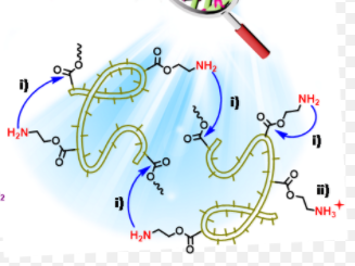 磁共振T1/T2復(fù)合造影囊泡