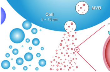 喜樹(shù)堿RNA樹(shù)枝分子囊泡復(fù)合物