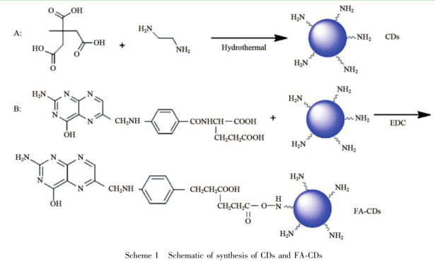 葉酸共價(jià)修飾碳量子點(diǎn)(FA-CDs)