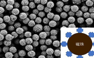 MagBeadsTM 1 μm鏈霉親和素磁珠
