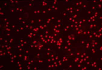 5 μm FluBeads 紅色熒光微球