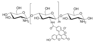 綠色熒光素標(biāo)記殼聚糖