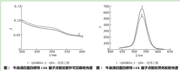 葉酸受體修飾CdTe/CdS量子點(diǎn)