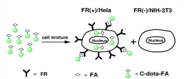 葉酸修飾碳量子點(diǎn)