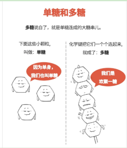 葡聚糖-透明質(zhì)酸