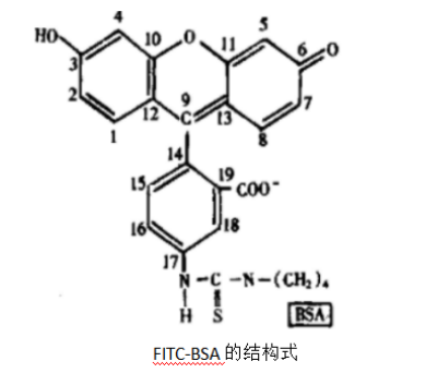 FITC）標(biāo)記牛血清白蛋白