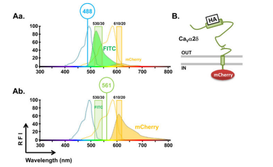 異硫氰酸熒光素 (fluorescein isothiocyanate, FITC) 