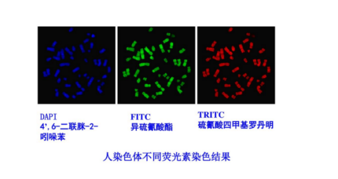 四甲基異硫氰酸羅丹明 TRITC