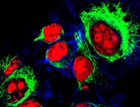 Cy3標(biāo)記鏈霉親和素