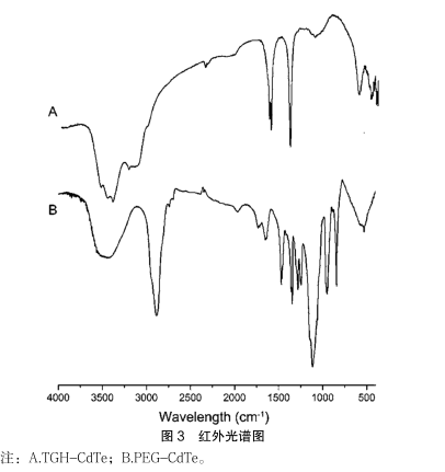 ：PEG修飾CdTe量子點