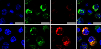 熒光標(biāo)記抗原肽（TMR-FKF-OVAp）