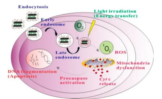 碳酸鈣-聚多巴胺納米粒包載光敏劑吲哚菁綠，ICG@CaC03-PDA