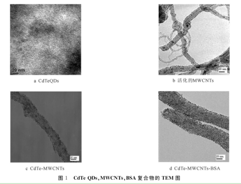 CdTeMWCNTsBSA復(fù)合物