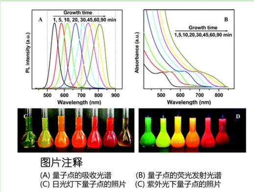 CdTe/CdS量子點負(fù)載PEI-MWCNTs