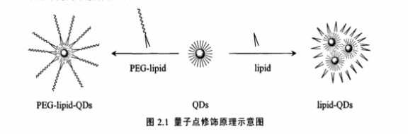 PEG-DPPE修飾CdSe/ZnS量子點(diǎn)