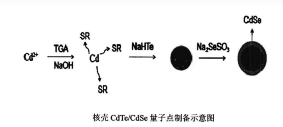 水溶性CdSeTe/ZnS量子點(diǎn)