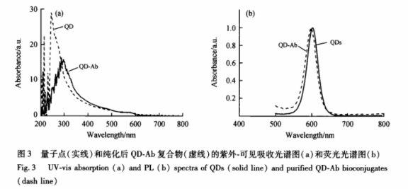 抗體偶聯(lián)鎘化硒CdSe量子點(diǎn)