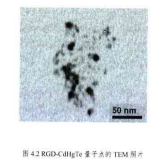 PEG修飾RGD-CdHgTe量子點(diǎn)