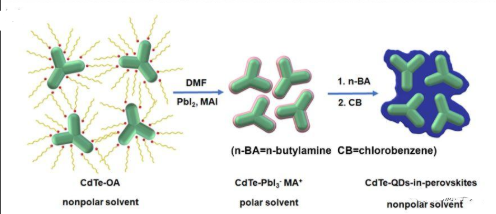 碲化鎘量子點負(fù)載柔紅霉素/藤黃酸