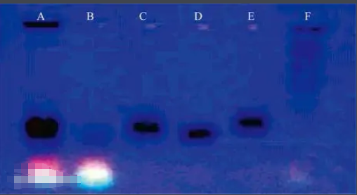 葡萄糖-碳量子點-順鉑復(fù)合物