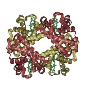 殼聚糖-轉(zhuǎn)鐵蛋白