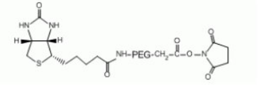Biotin-PEG-NHS