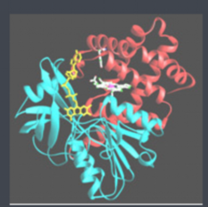 半乳糖-過(guò)氧化氫酶