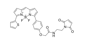 BDP TR maleimide