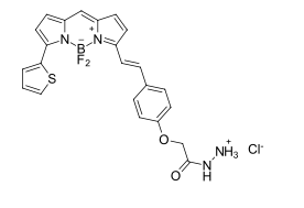 BDP 630/650 hydrazide，基于硼二吡咯乙烯支架的紅色發(fā)光染料