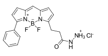 BDP R6G hydrazide，一種硼二吡咯烯染料