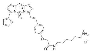 BDP 630/650 amine 一種發(fā)射遠(yuǎn)紅光的硼二吡咯烷基熒光團(tuán)