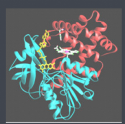 麥芽糖-過(guò)氧化氫酶 