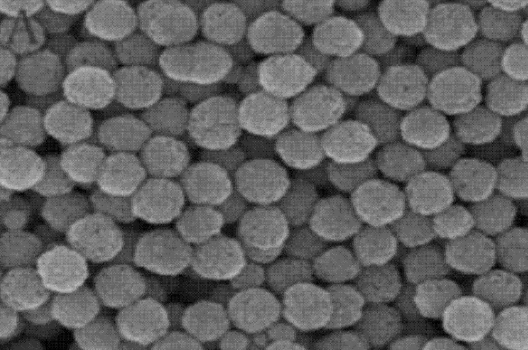 羧基綠色熒光微球 COOH修飾PS微球